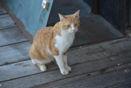 Ginger Cat Gazing on Deck