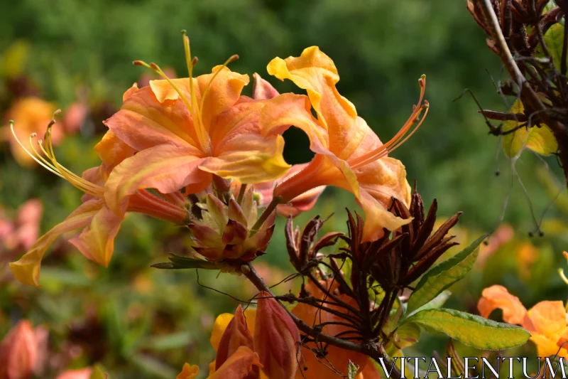 Captivating Orange Blossoms Amidst Greenery Free Stock Photo