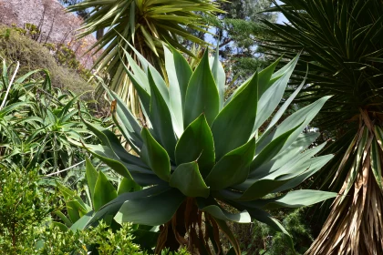 Agave in Verdant Garden Free Stock Photo