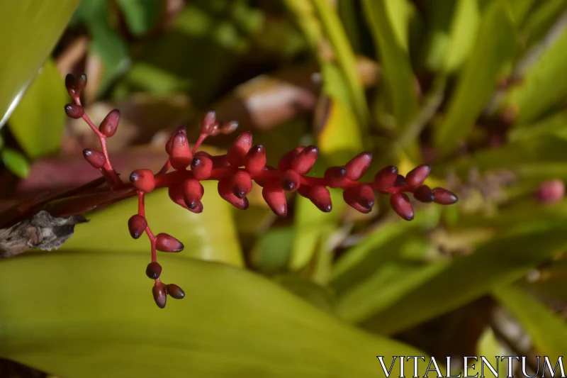 Vivid Red Inflorescence Among Green Leaves Free Stock Photo