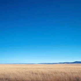 Vast Golden Field and Blue Sky