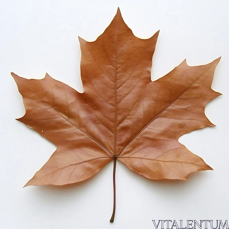 AI ART Brown Maple Leaf against White