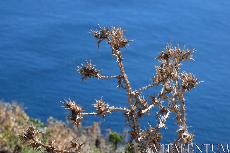 PHOTO Coastal Thorny Plant and Ocean View