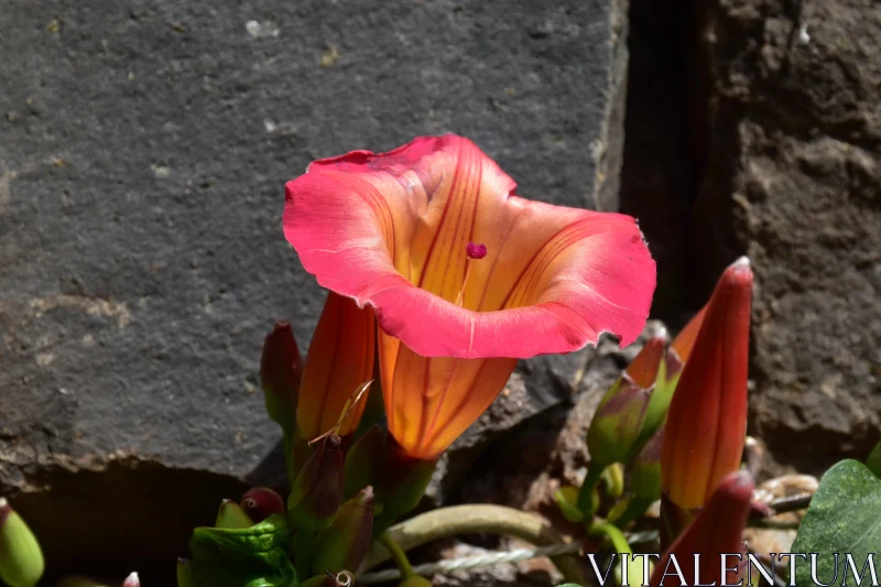 PHOTO Vibrant Blooming Trumpet Flower