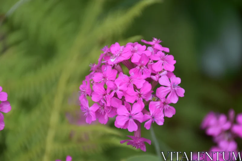 Blooming Pink Flowers Free Stock Photo