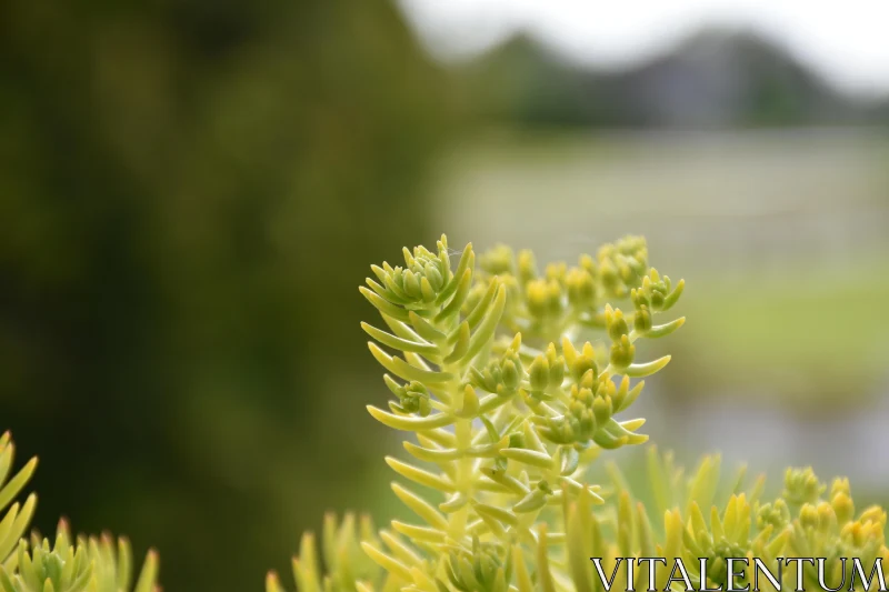 Succulent Plant in Natural Setting Free Stock Photo