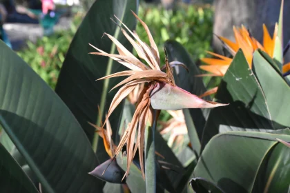 Close-Up of Exotic Bird-of-Paradise Plant