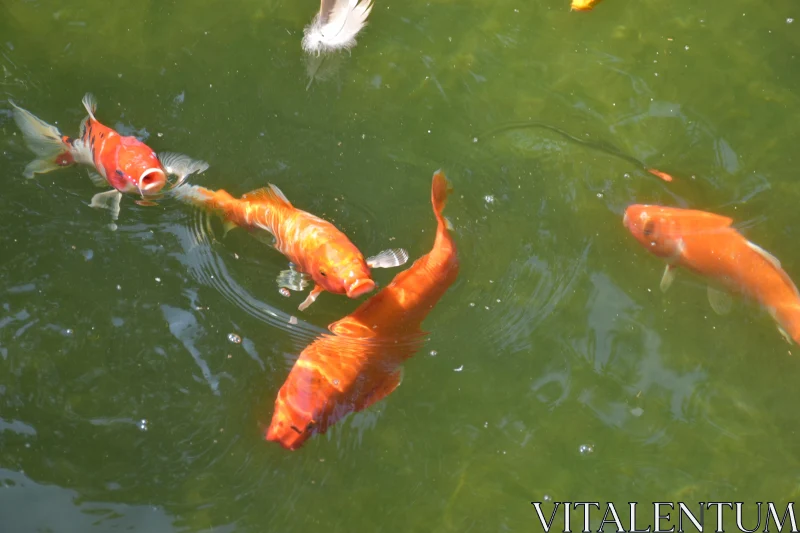 PHOTO Graceful Koi in Sunny Pond