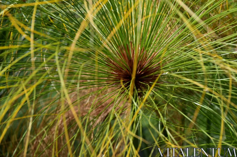 PHOTO Detailed View of Radiating Green Foliage