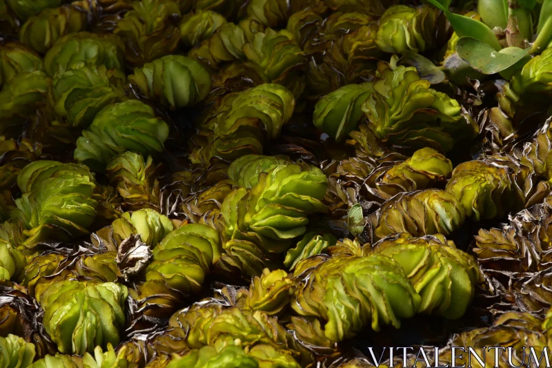 PHOTO Lush Aquatic Plant Life