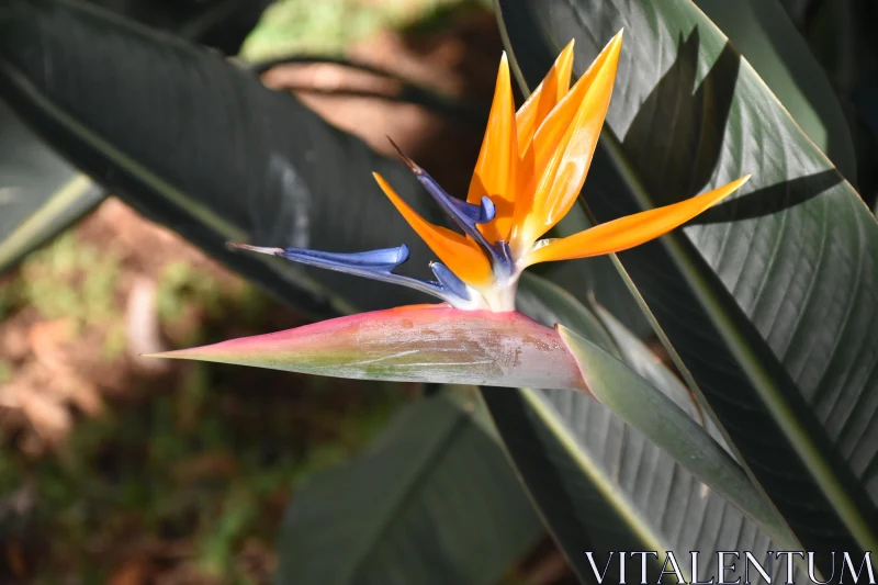 Tropical Bird of Paradise Flower Free Stock Photo