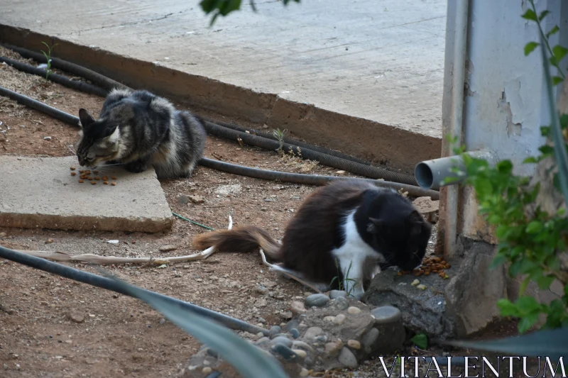 PHOTO Urban Feline Dining Scene