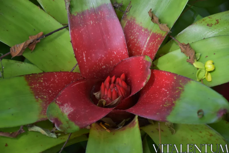 Exotic Bromeliad in Botanical Garden Free Stock Photo