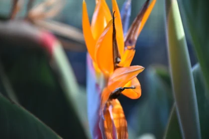 Vibrant Tropical Flower