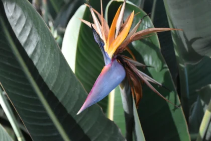 Bird-of-Paradise Amidst Green Leaves