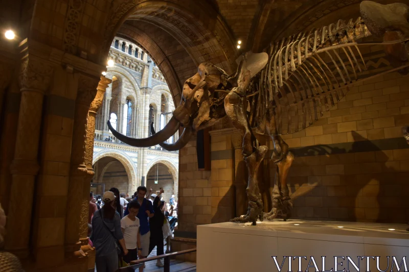 Grand Museum with Mammoth Fossil Free Stock Photo