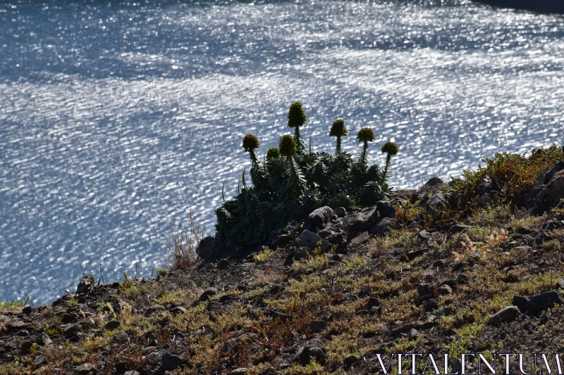 PHOTO Shimmering Waters and Coastal Landscape