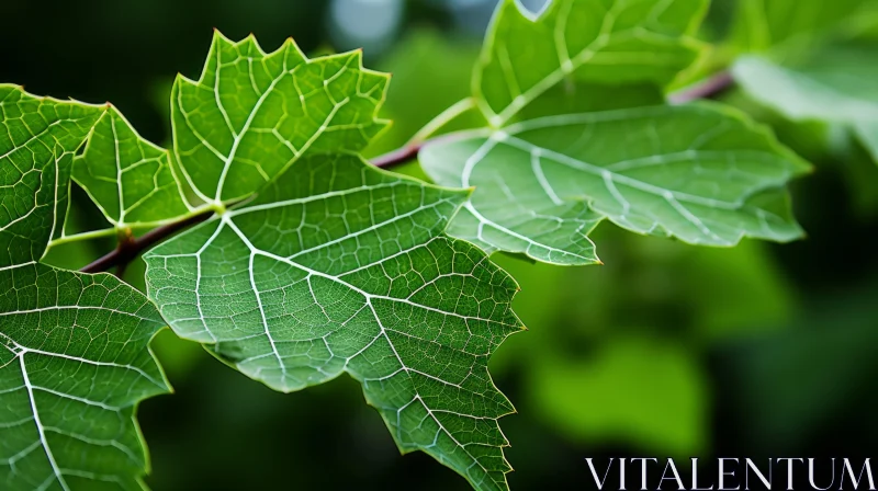 Close-up of Green Leaves Celebrating Norwegian Nature AI Image