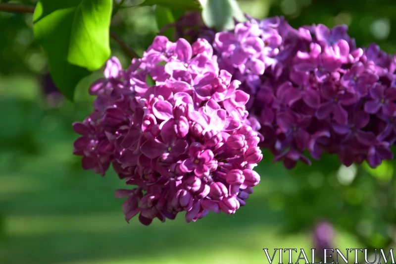 Vibrant Lilac Blossoms Free Stock Photo