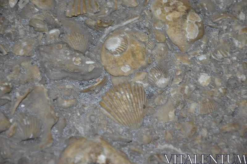 PHOTO Ancient Marine Fossils