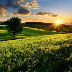 Tranquil Sunset Over a Green Field