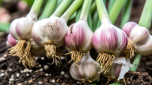 Garlic Harvest Close-Up