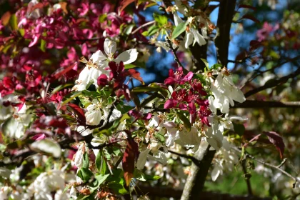 Vibrant Garden Blossoms