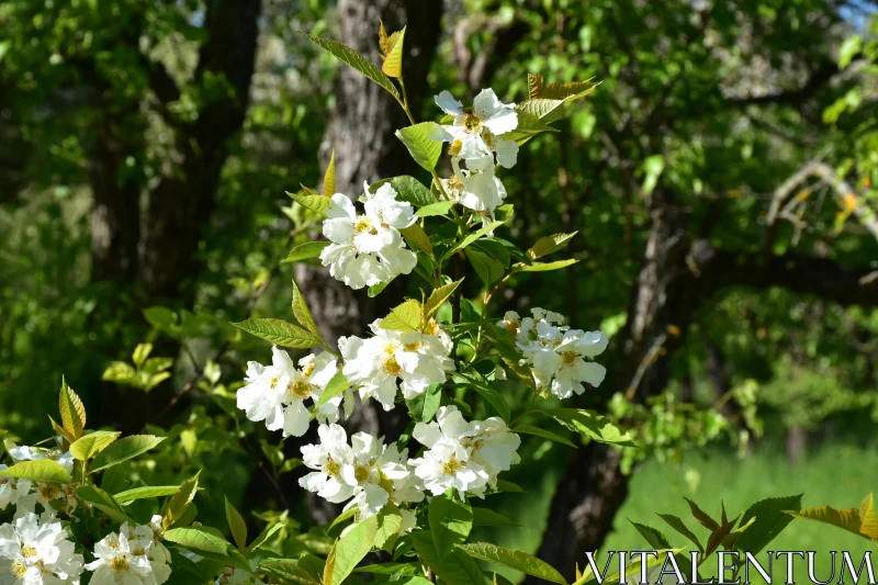 Sunlit White Flowers in Greenery Free Stock Photo