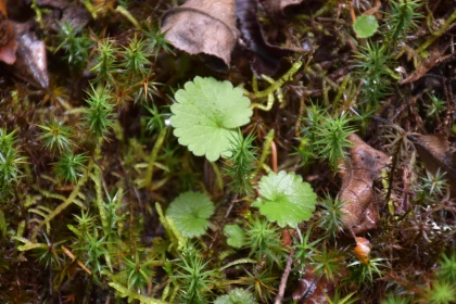 Vibrant Leaves and Moss Close-Up