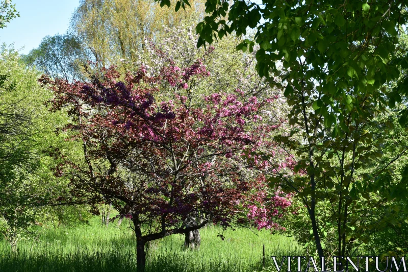 Springtime Floral Display Free Stock Photo