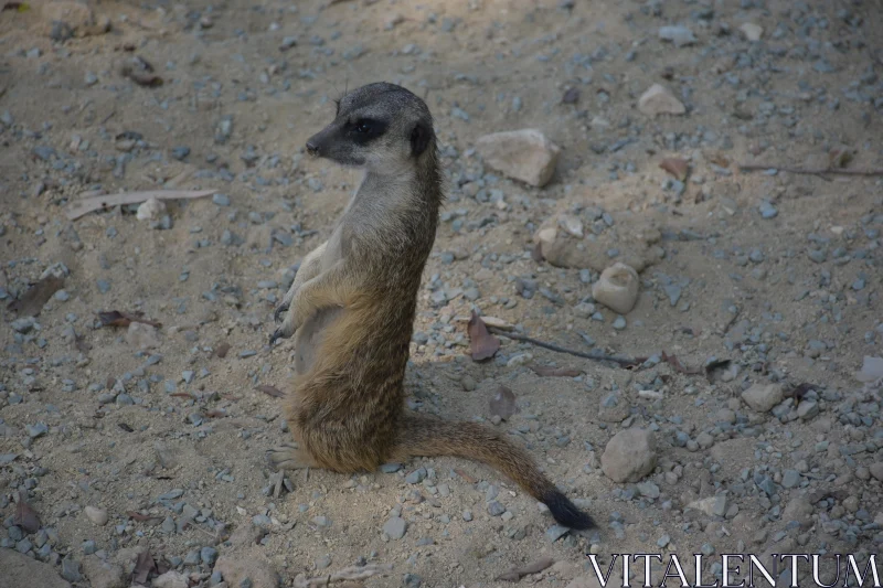 PHOTO Suricate Observing Surroundings