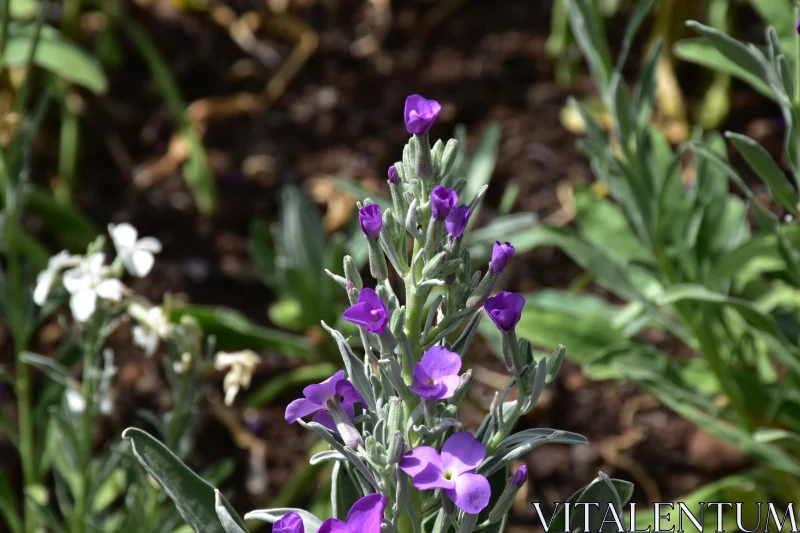 Blooming Purple Flowers with Green Foliage Free Stock Photo