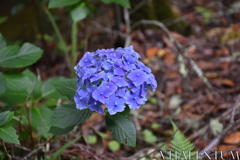 Stunning Hydrangea Flower Cluster Free Stock Photo