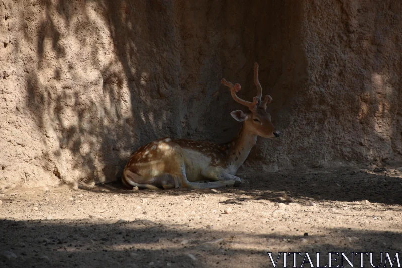 Tranquil Deer with Antlers in a Rocky Shelter Free Stock Photo