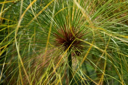 Intricate Papyrus Foliage Pattern Free Stock Photo