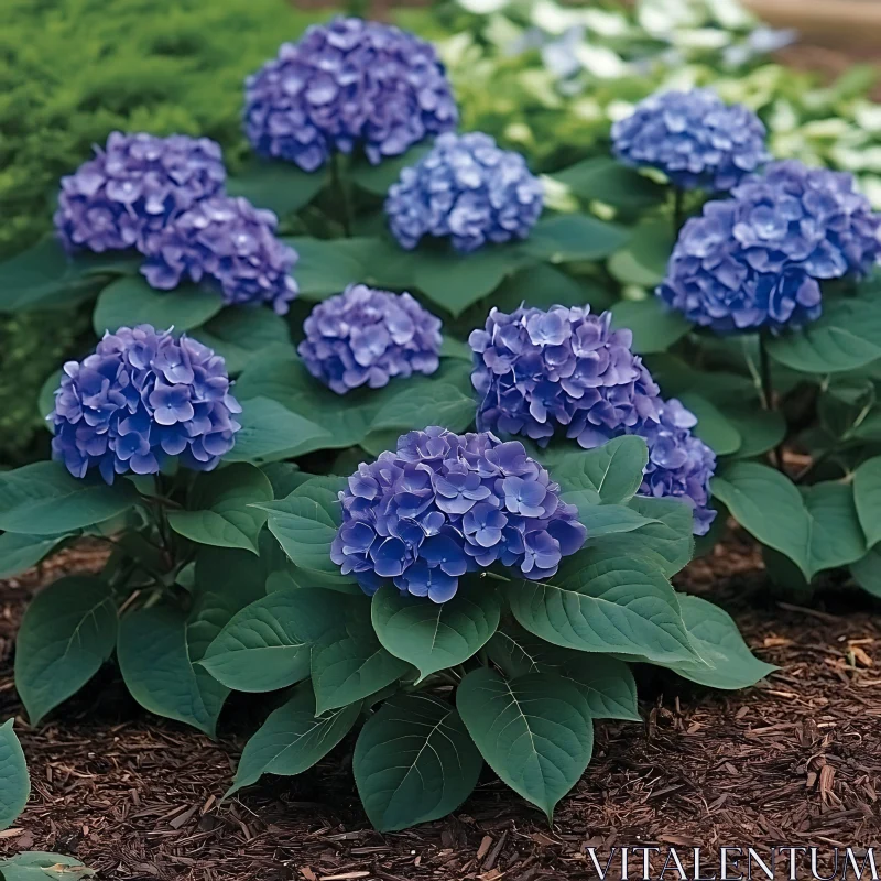 Blooming Blue Hydrangeas AI Image