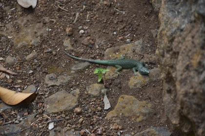 Lizard on Rock