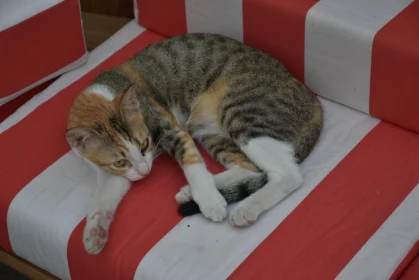 Comfortable Cat on Striped Cushion