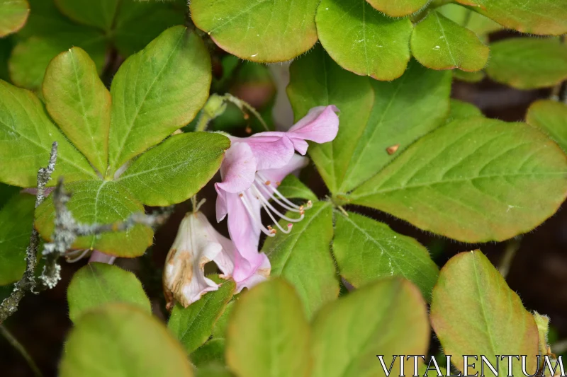 Pink Blossom in Green Leaves Free Stock Photo