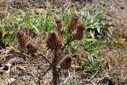 Sunlit Dried Thistle Plants