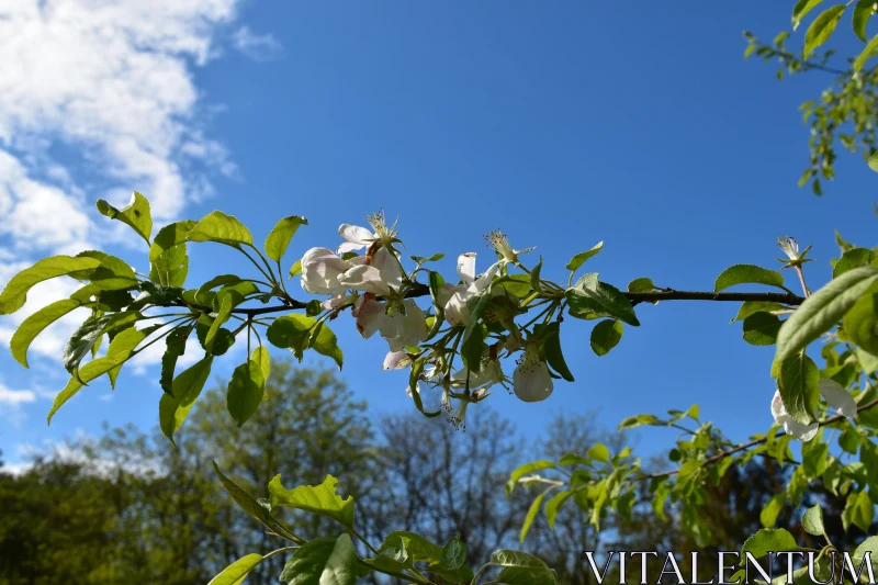 PHOTO Springtime Apple Blossoms