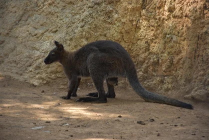 Kangaroo on Sandy Terrain