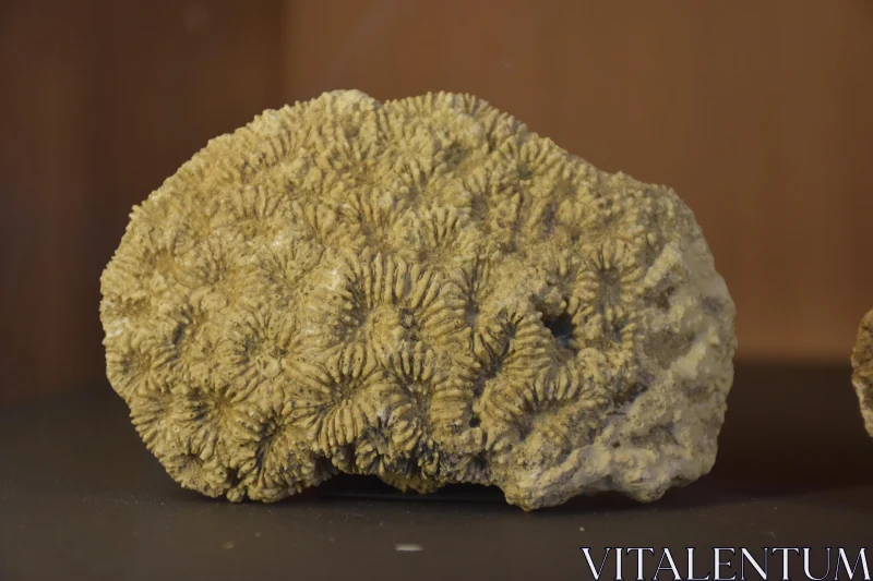 PHOTO Detailed Coral Fossil Texture