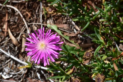 Radiant Pink Petals in Nature