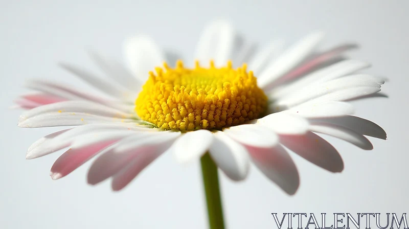 AI ART Macro Photography of a Daisy