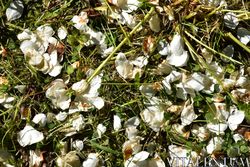 Nature's Fallen Beauty Free Stock Photo