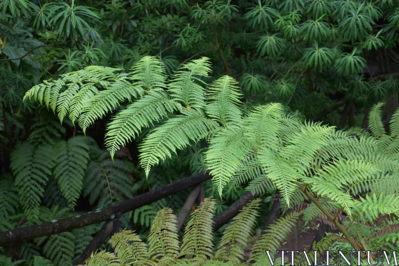 Serene Greenery in Nature's Lap Free Stock Photo