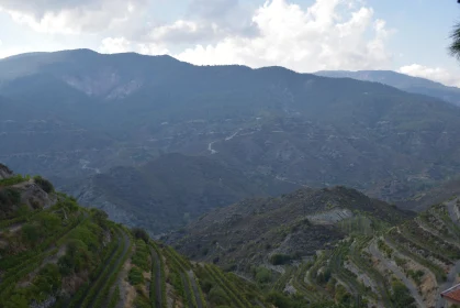 Vineyard Terraces in the Mountains