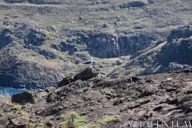 PHOTO Seagull Perched on Ocean Cliff