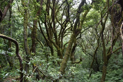 Mossy Woodland Landscape